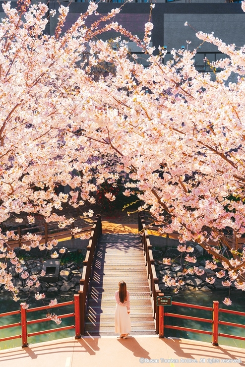 4-1 메인사진_영도 동삼동 해수천 벚꽃_부산관광아카이브_cw26